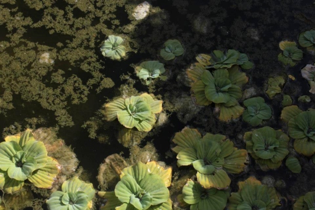 The stillness of these water plants soothes.